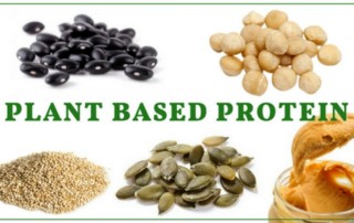 Plant Based Protein Sources